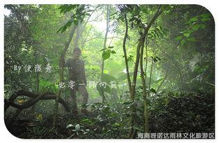 雨林爱发生,揭秘热带雨林的绿色奇迹与生态奥秘